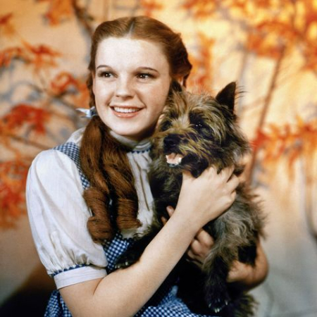 Despite being little, Toto from The Wizard of Oz has had a significant influence.