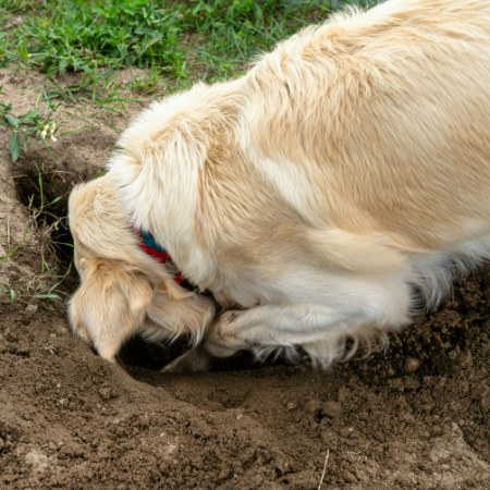 In order to address the underlying cause of your dog's behavior, if they are digging as a result of stress or worry, think about consulting a veterinarian or trainer. 