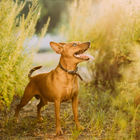 Due to the common misconception that growling is aggressive, it frequently has a negative reputation. 