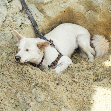 Your female dog may be attempting to build a nest for her babies