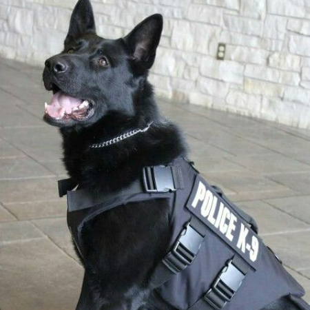 Canines go through demanding training programs designed to meet the unique requirements of the law enforcement or military unit they will serve in order to harness their innate abilities. 