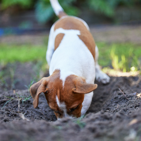 Dogs dig mostly for the straightforward reason that it is ingrained in their DNA. Wolves are the ancestors of dogs, and in the wild, these animals frequently dug for food.