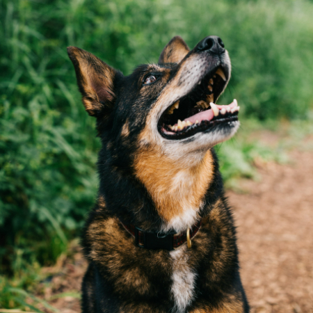 Dogs communicate using body language in addition to vocalizations, as we have discussed. 