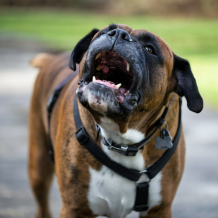 This is the traditional bark that says, "There's something or someone new!" Whether it's a squirrel scuttling across the yard, the mailman on his way, or a knock at the door, dogs frequently bark to alert you to something strange. 