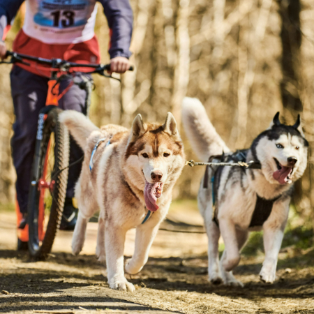 To help your dog become used to travelling, try taking them on shorter outings before bringing them on a lengthy car trip or flying. 