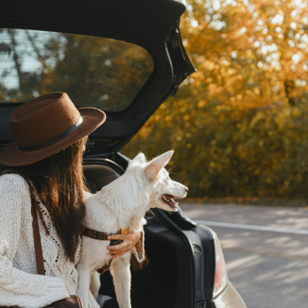 Talk to your vet about natural calming supplements, such as CBD treats or pheromone sprays, that can help ease travel anxiety. 