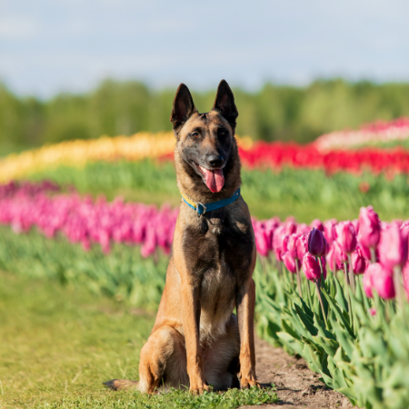 The extraordinary physical prowess and work ethic of Belgian Malinois are well-known. T