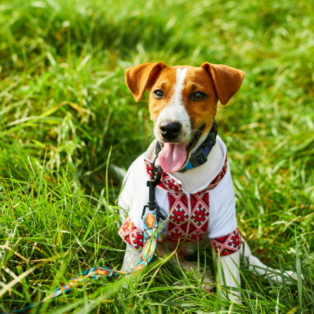 Jack Russell Terriers are like little bundles of energy, so don't be misled by their diminutive size! 