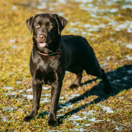 The Olympic athletes of the dog world are labrador retrievers. 