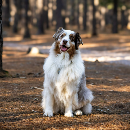 Tucked down in a thick coat, Australian Shepherds, or "Aussies," are happy little creatures. 