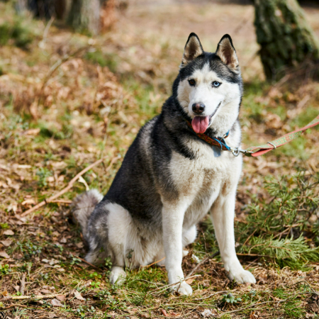 Siberian Husky families are ideal for those who enjoy winter activities or live in colder climates. 