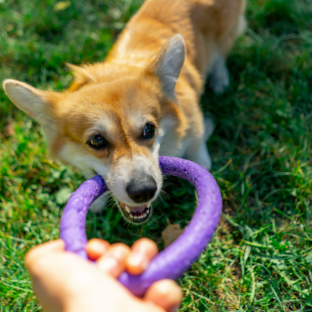 Dogs, like us, can become tired of the same old toys. Every week, switch up their toys to keep things interesting and novel.