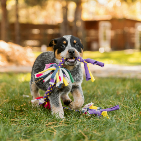 Dogs are inquisitive and active animals by nature.