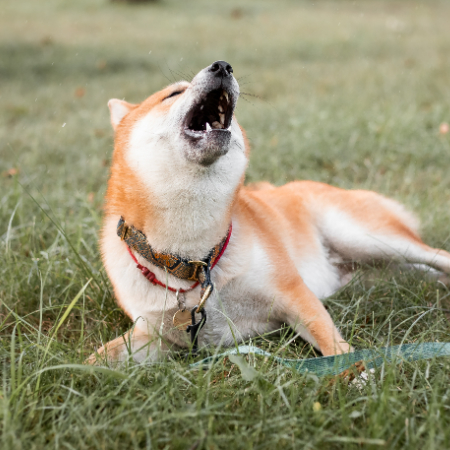 In addition to barking, dogs can communicate through body language and other vocalizations like howling, growling, and whining.