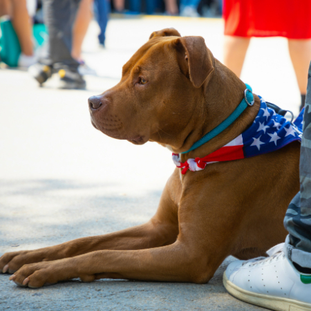 Use rewards and constructive criticism. Every time your dog correctly obeys an order, give them a reward.
Training sessions should be brief, ideally, 10 to 15 minutes.