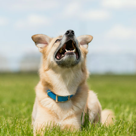 Dogs communicate by barking, just like people do by talking, laughing, or yelling. 