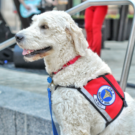 Although dogs are inherently inquisitive, not everyone enjoys a wagging tail that spills their coffee or a damp nose in their scarf.