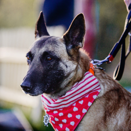 Respect private property, abide by leash rules, and be amiable to other dog walkers to demonstrate that you are a polite dog owner.