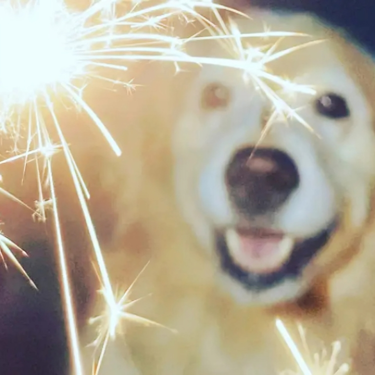 If your dog’s fear of fireworks is a long-term issue, you can try desensitization training.