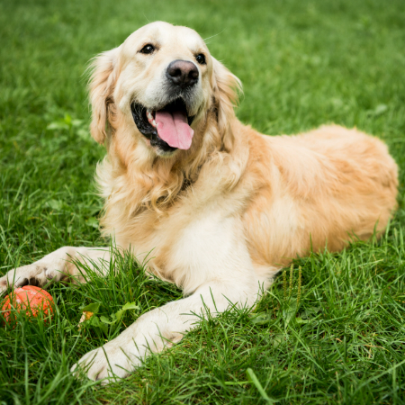 Therapy dogs are trained to provide emotional comfort to individuals in various settings, including hospitals, nursing homes, schools, and even airports.