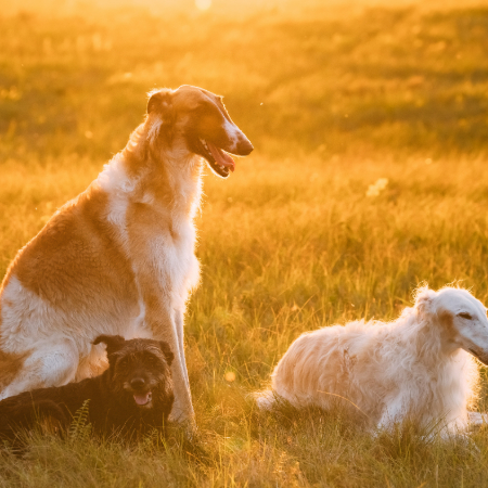 Spring often means shedding, as dogs lose their winter coats.