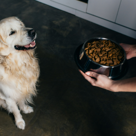 Food allergies happen when a dog’s immune system mistakes a certain ingredient in their food for a harmful invader.