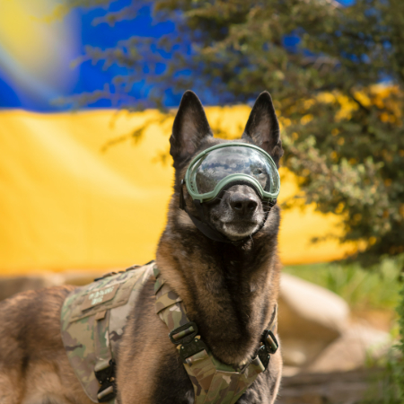 These loyal heroes often find loving homes with their handlers or other families. 