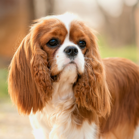 These dogs are known for being affectionate, easygoing, and social, which are all qualities that make them ideal therapy dogs.