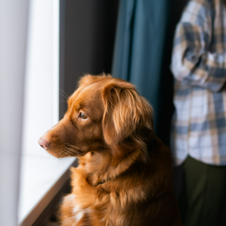 Dogs that have been abandoned, rehomed, or had a traumatic experience (like staying at a shelter) may develop separation anxiety.