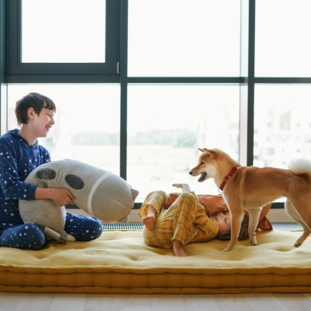 If your dog loves new experiences, try creating a sensory adventure right in your living room.