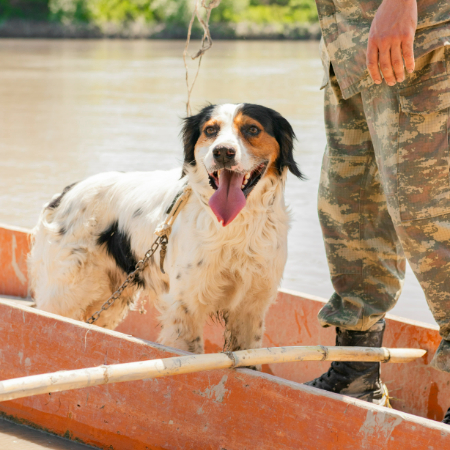 Dogs have been part of military operations for centuries.