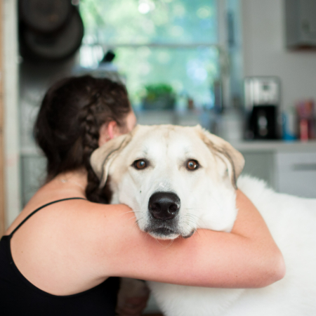 If your dog’s separation anxiety is severe or doesn’t improve with at-home solutions, it may be time to seek professional help.