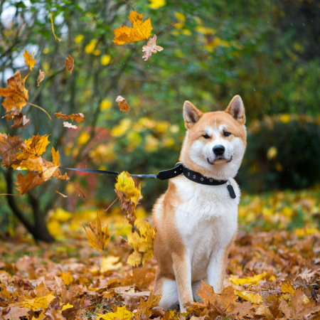While on walks, keep an eye out for wild mushrooms, as some can be toxic to dogs.