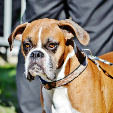 Boxers are known for their playful, energetic nature, but they also have a very sweet and gentle side, especially when they’re around people.