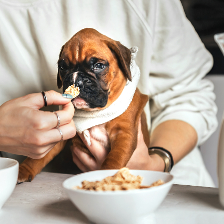 The food you feed your puppy isn’t going to be the same as what your senior dog needs.