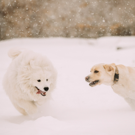 No matter the season, keep up with your dog’s health checkups.