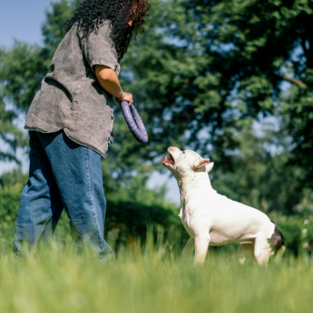 Once your dog has mastered the basics, you can use clicker training for more advanced tricks and tasks. 