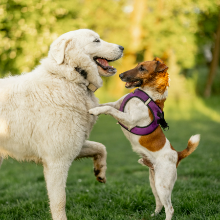 Dogs rely on familiar surroundings and routines to feel safe and comfortable.