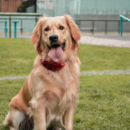The goal is for your Japanese Spitz and Golden Retriever to form a strong bond. 