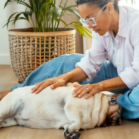 Dogs love having their ears rubbed! Use your thumb and index finger to gently massage the base of their ears, then work your way to the tips.