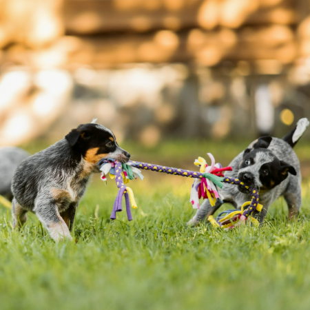 Make time for daily play sessions with your dog.