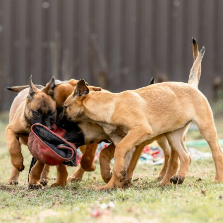 Dogs, like most animals, are hardwired for play. 