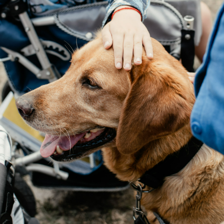 Service dogs need to be comfortable in all kinds of situations—crowded places, noisy environments, or around other animals.