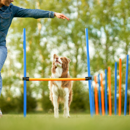 A predictable routine gives them a sense of security and reduces stress.