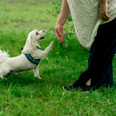 Before training begins, you need to teach your dog that the click means a reward is coming.