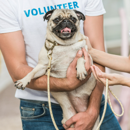 Volunteering with your dog should be a positive experience for both of you