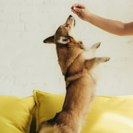 If you need to adjust your dog’s schedule temporarily, try to make the changes gradual.