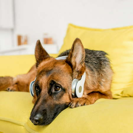 Dogs are different from humans because they have a very special sense of hearing.