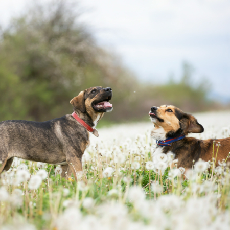 Dogs also exhale through the side slits of their noses, creating a sort of mini air vortex that helps draw in even more scents.