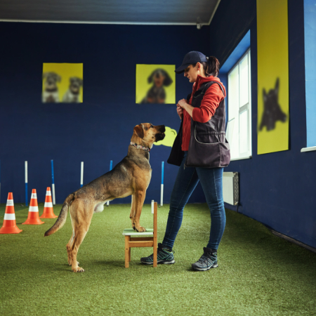 Clicker training is a positive reinforcement technique that uses a small device, the clicker, to mark desired behaviors. 